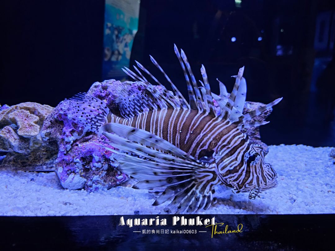 普吉島水族館Aquaria Phuket這樣玩！交通、優惠門票、餵食秀、貼近企鵝總整理