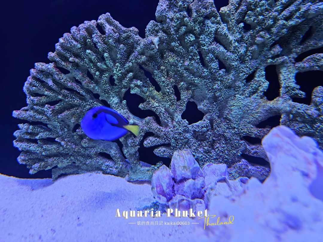 普吉島水族館Aquaria Phuket這樣玩！交通、優惠門票、餵食秀、貼近企鵝總整理