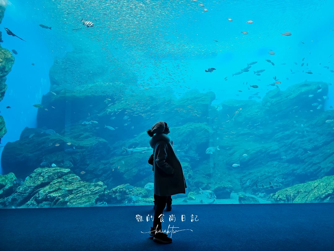 仙台海洋森林水族館｜與企鵝零距離接觸的療癒體驗