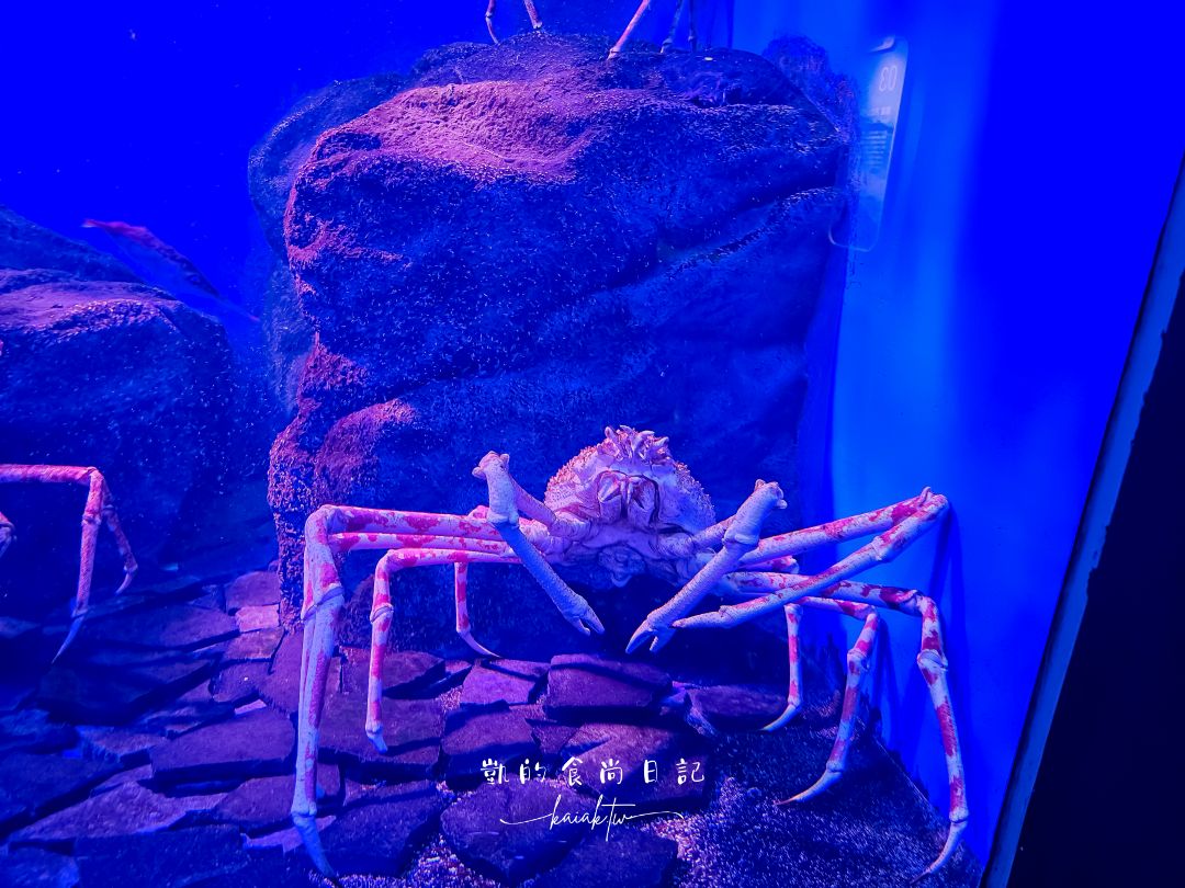 仙台海洋森林水族館｜與企鵝零距離接觸的療癒體驗