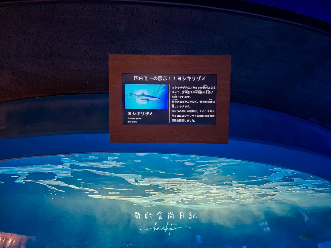 仙台海洋森林水族館｜與企鵝零距離接觸的療癒體驗