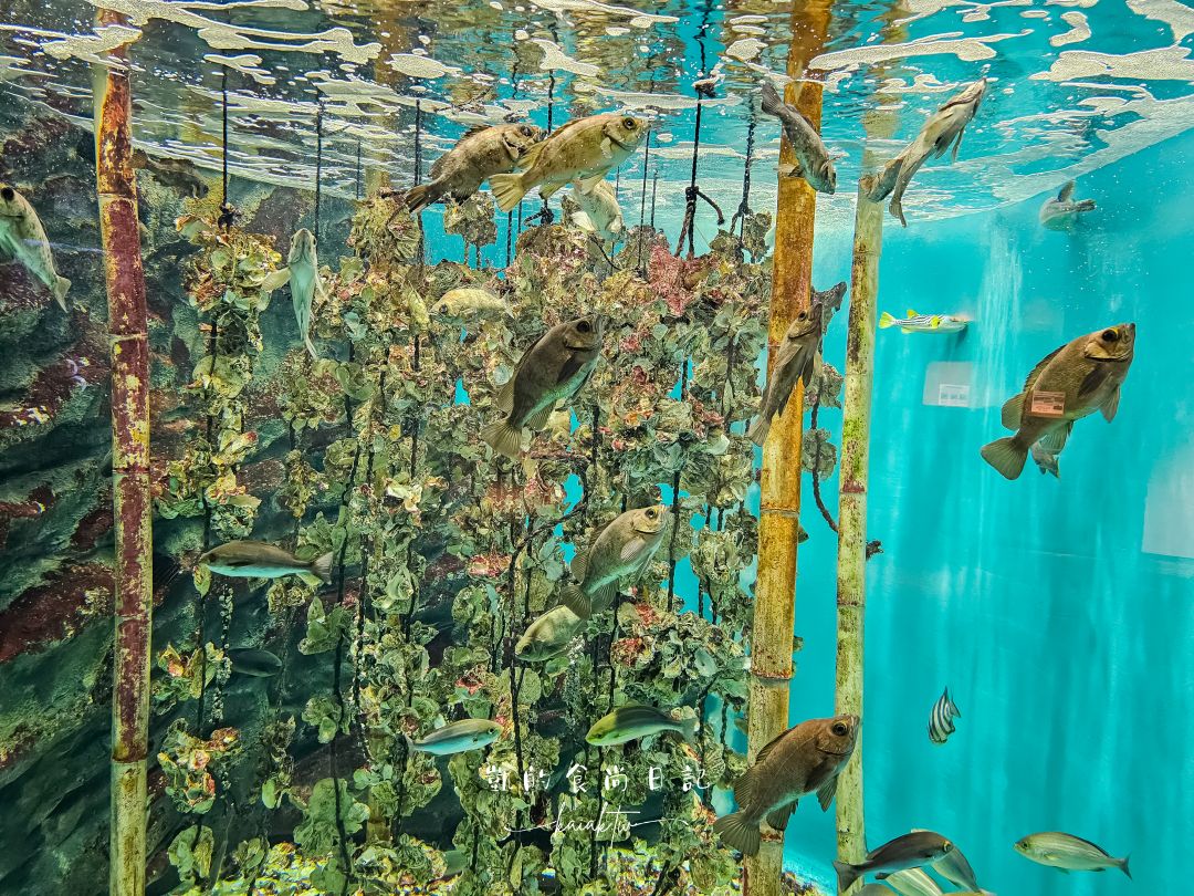 仙台海洋森林水族館｜與企鵝零距離接觸的療癒體驗