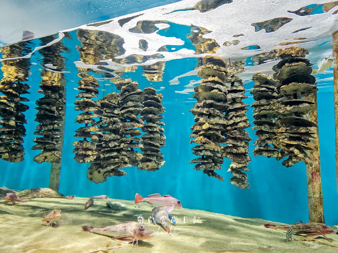 仙台海洋森林水族館｜與企鵝零距離接觸的療癒體驗