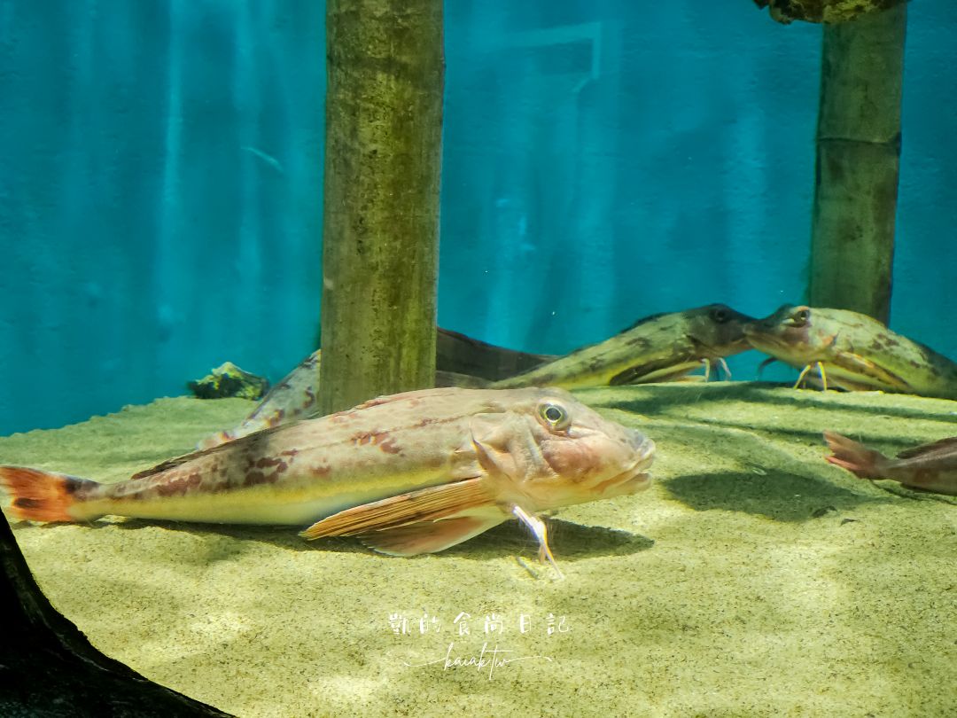 仙台海洋森林水族館｜與企鵝零距離接觸的療癒體驗