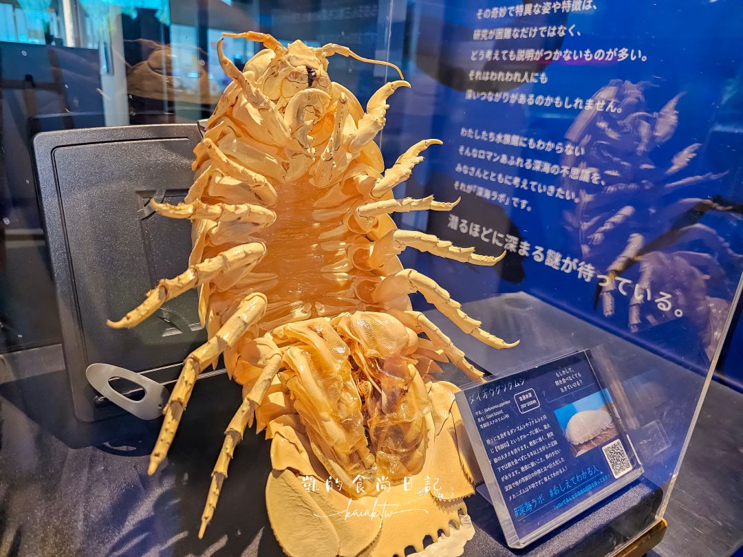 仙台海洋森林水族館｜與企鵝零距離接觸的療癒體驗