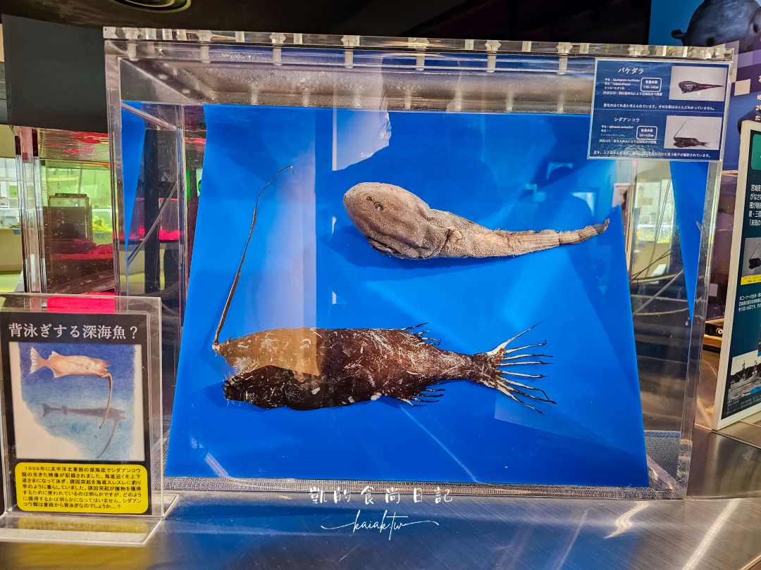 仙台海洋森林水族館｜與企鵝零距離接觸的療癒體驗