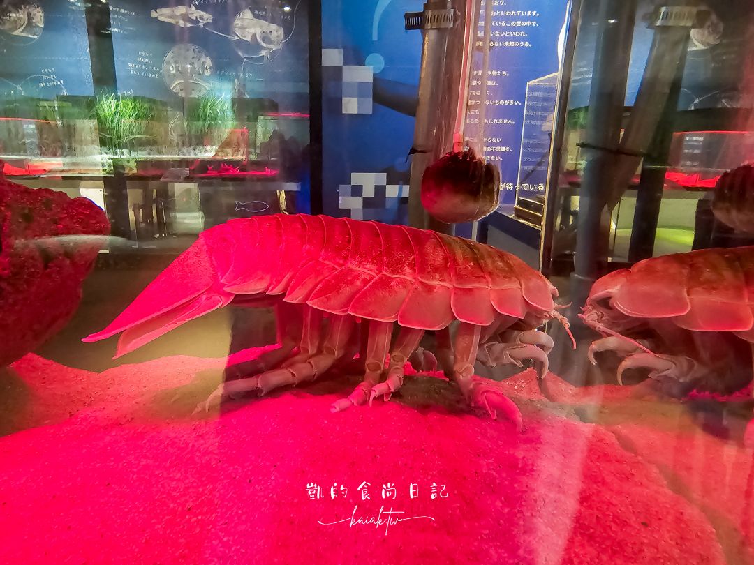 仙台海洋森林水族館｜與企鵝零距離接觸的療癒體驗
