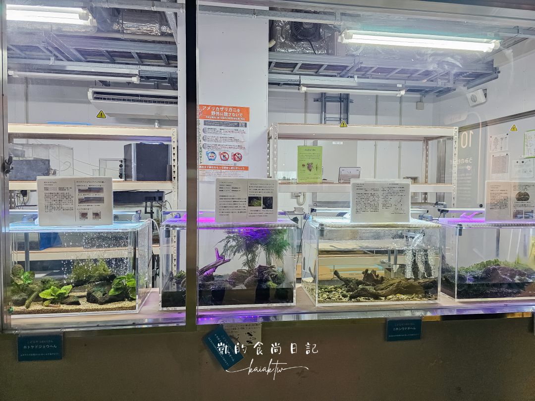 仙台海洋森林水族館｜與企鵝零距離接觸的療癒體驗