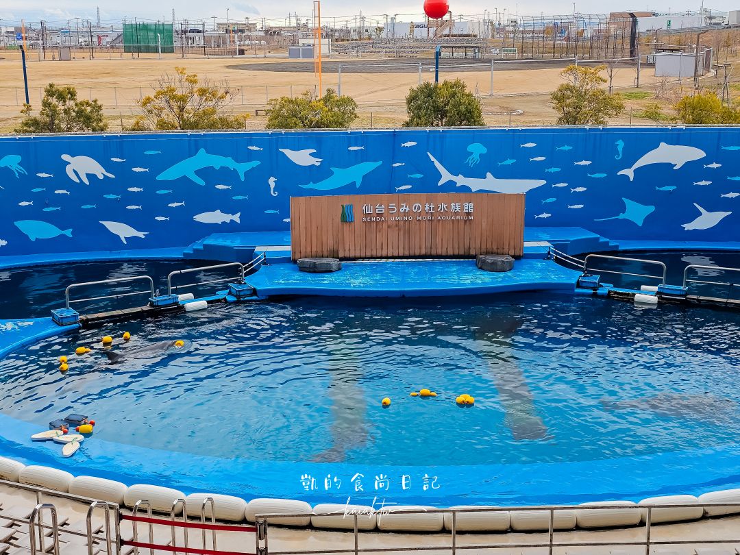 仙台海洋森林水族館｜與企鵝零距離接觸的療癒體驗