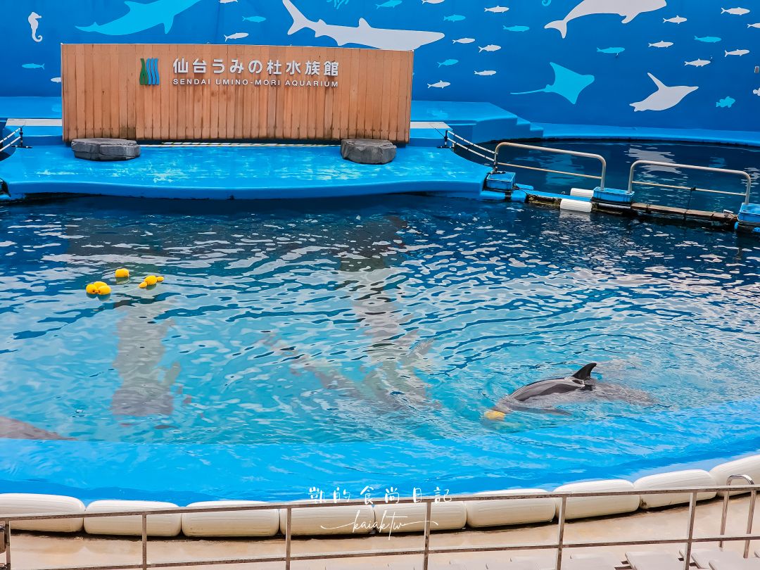 仙台海洋森林水族館｜與企鵝零距離接觸的療癒體驗