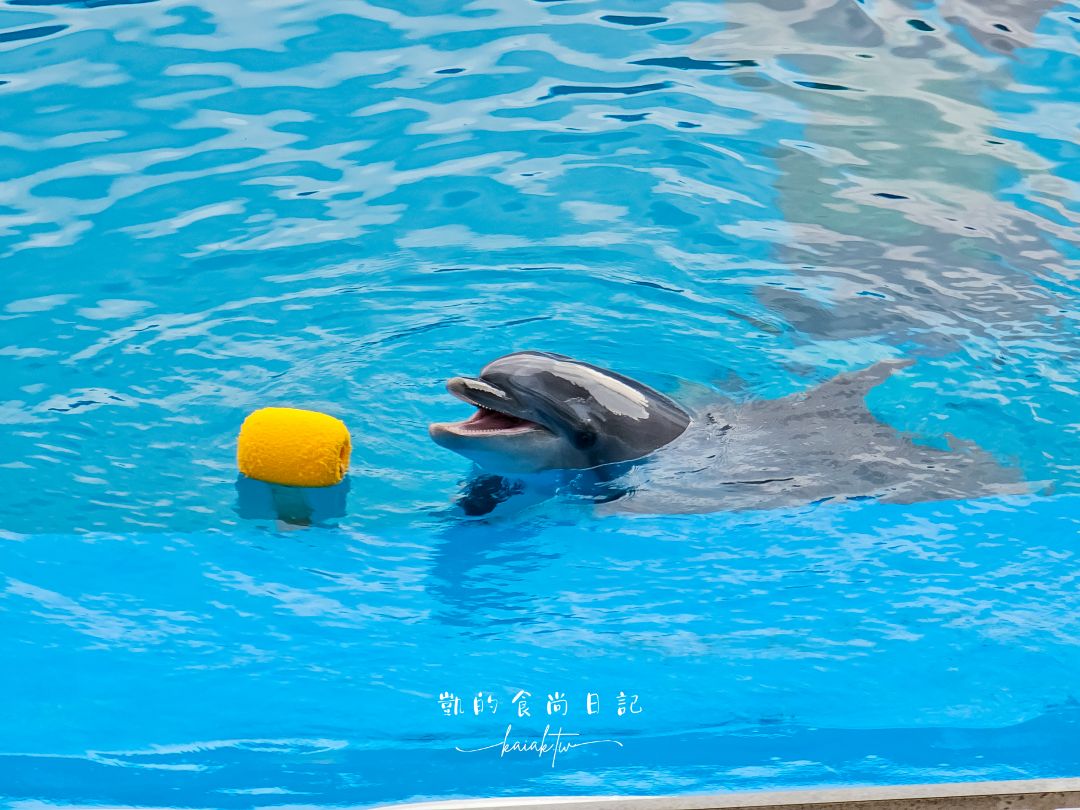 仙台海洋森林水族館｜與企鵝零距離接觸的療癒體驗