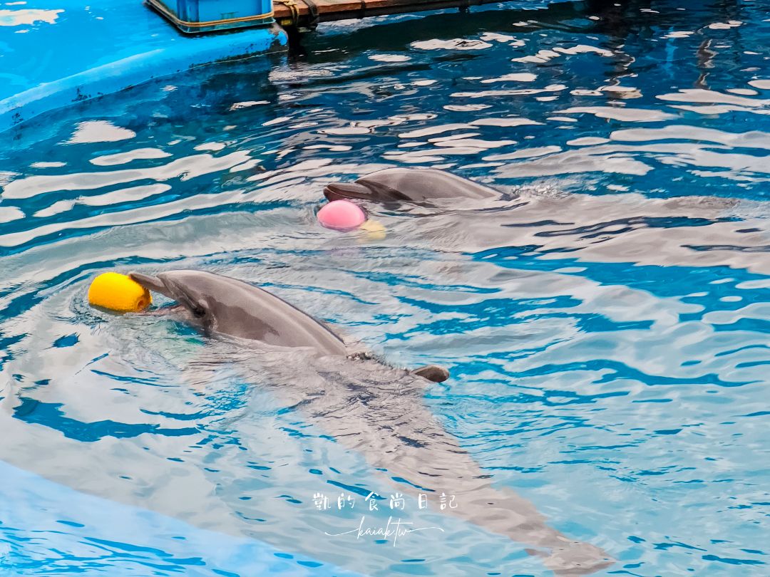 仙台海洋森林水族館｜與企鵝零距離接觸的療癒體驗