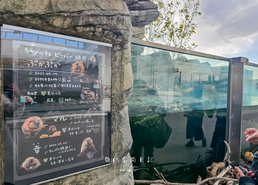 仙台海洋森林水族館｜與企鵝零距離接觸的療癒體驗