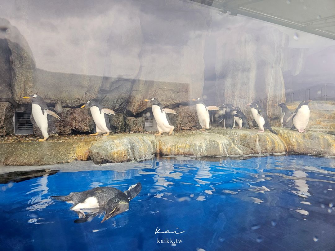 仙台海洋森林水族館｜與企鵝零距離接觸的療癒體驗