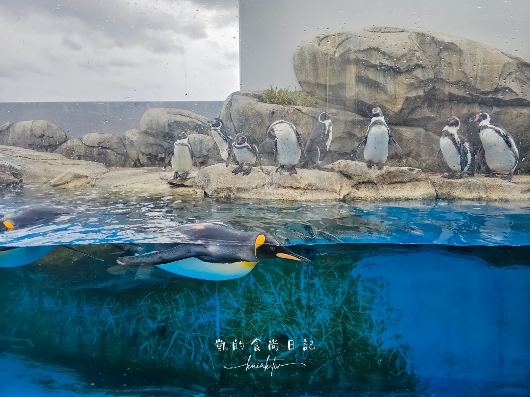 仙台海洋森林水族館｜與企鵝零距離接觸的療癒體驗