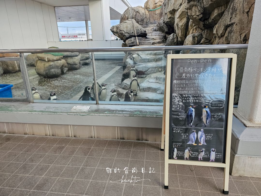仙台海洋森林水族館｜與企鵝零距離接觸的療癒體驗