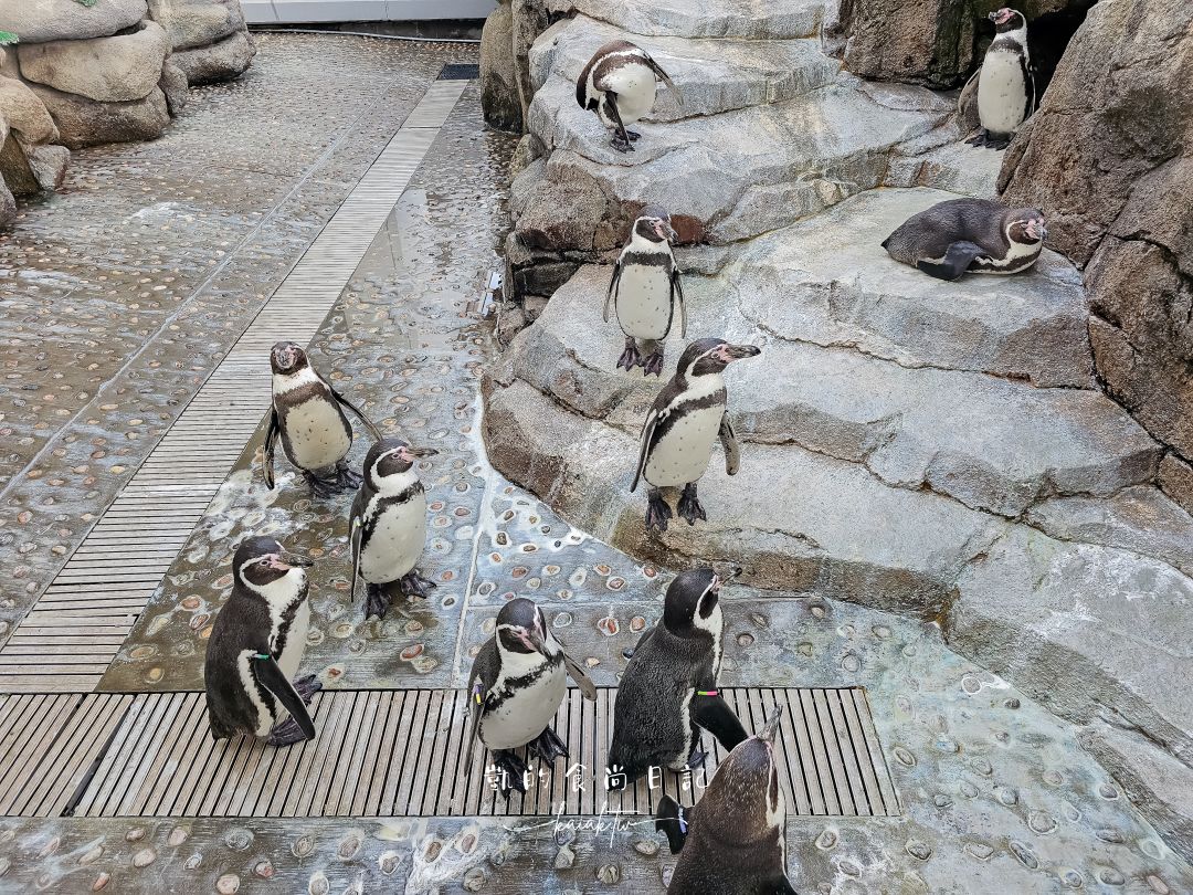 仙台海洋森林水族館｜與企鵝零距離接觸的療癒體驗