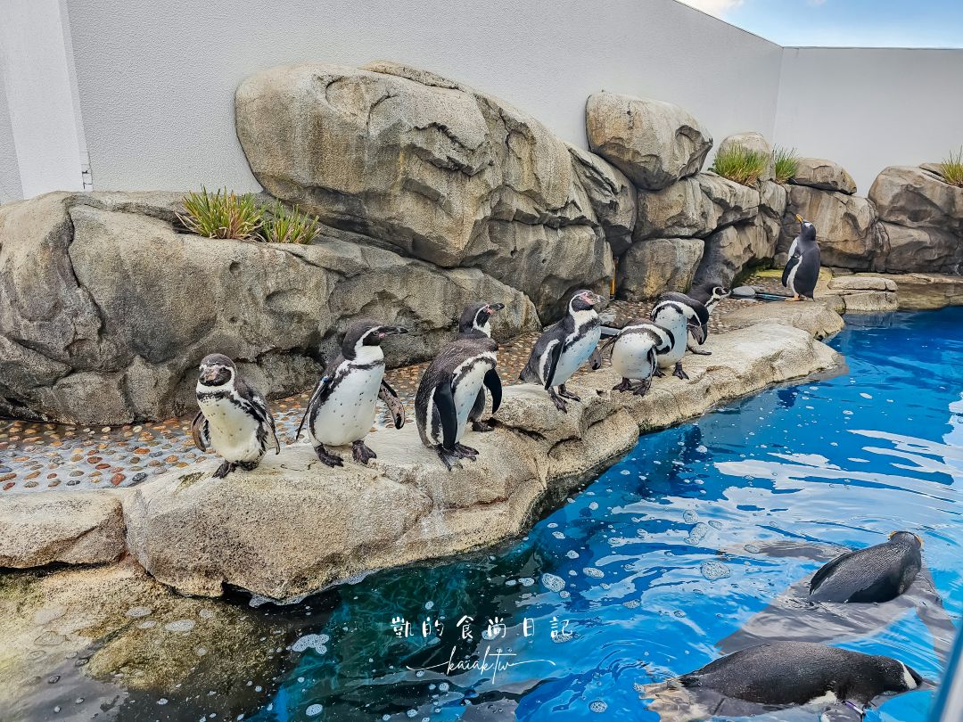仙台海洋森林水族館｜與企鵝零距離接觸的療癒體驗