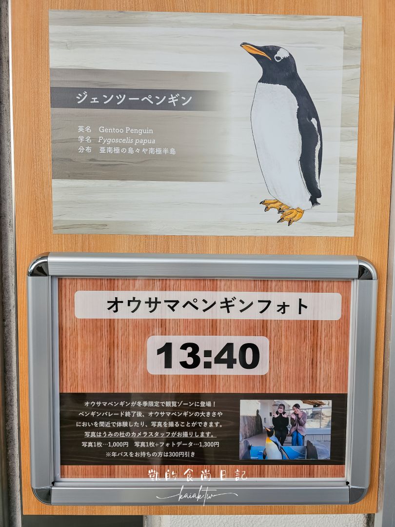 仙台海洋森林水族館｜與企鵝零距離接觸的療癒體驗