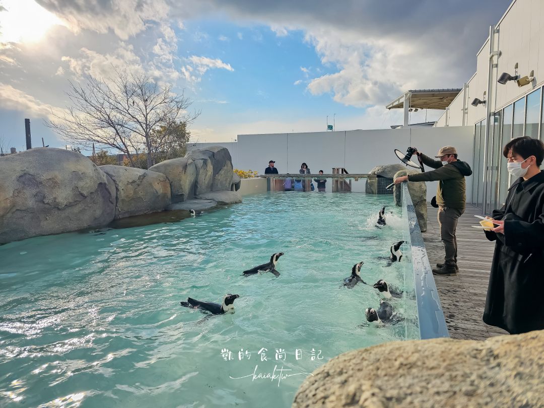仙台海洋森林水族館｜與企鵝零距離接觸的療癒體驗