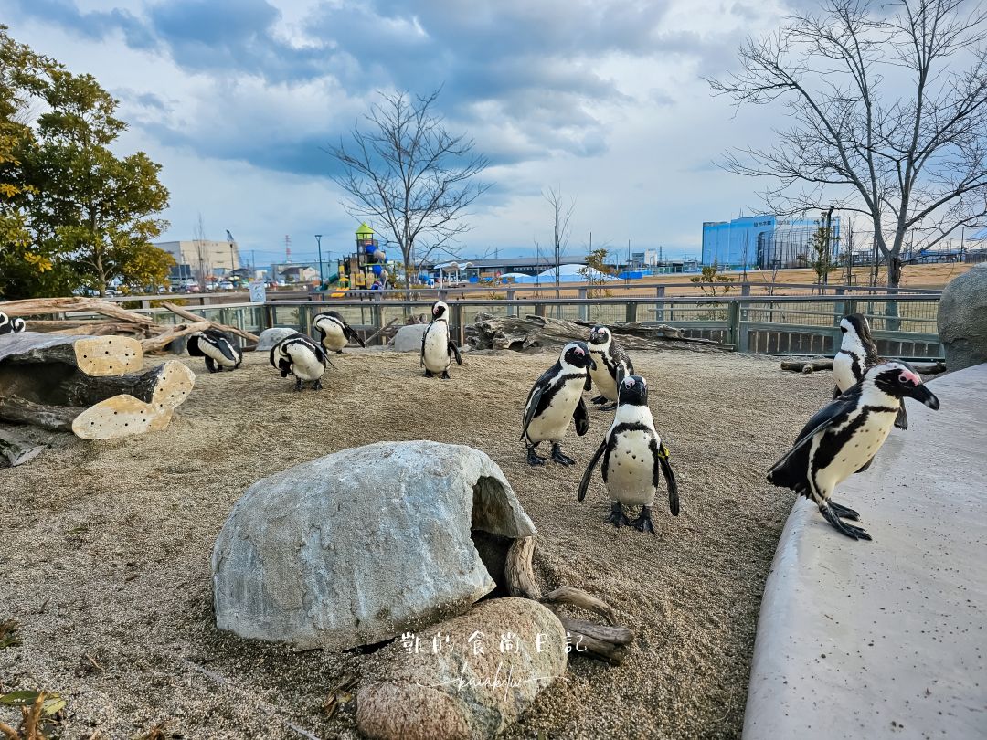 仙台海洋森林水族館｜與企鵝零距離接觸的療癒體驗