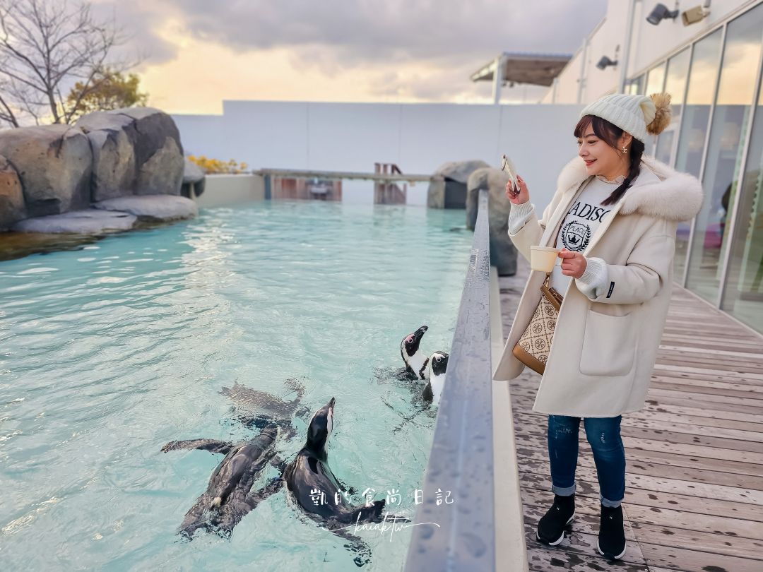 仙台海洋森林水族館｜與企鵝零距離接觸的療癒體驗
