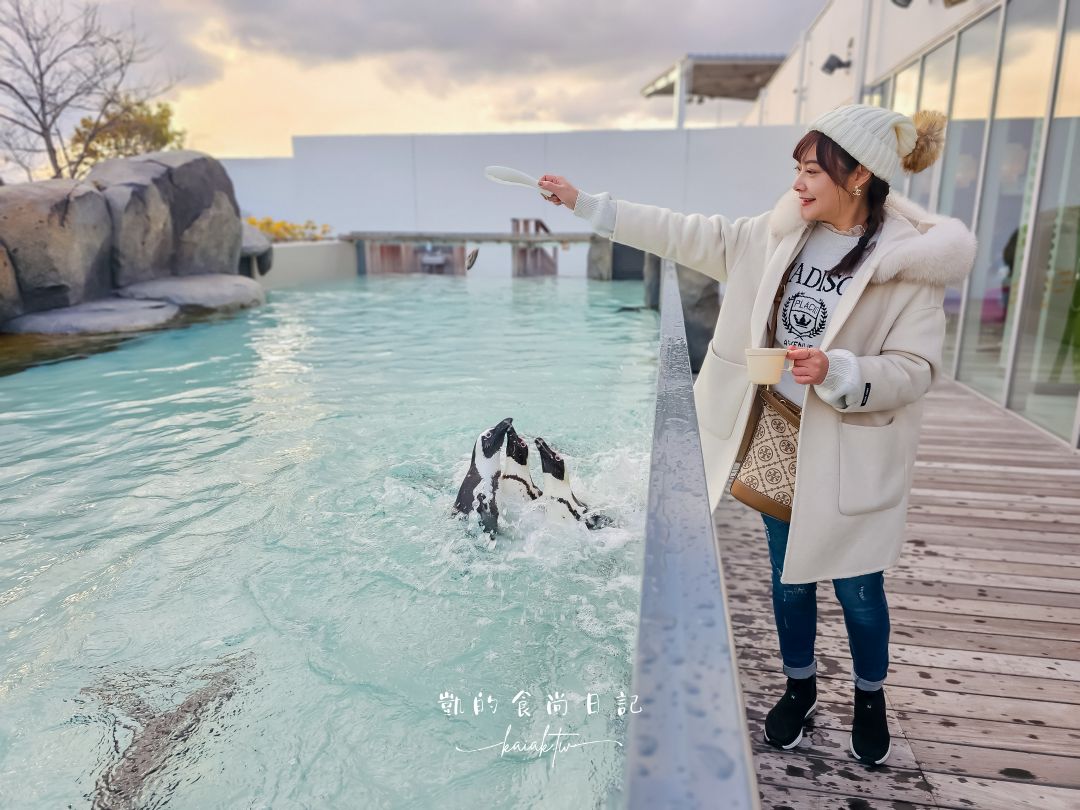 仙台海洋森林水族館｜與企鵝零距離接觸的療癒體驗