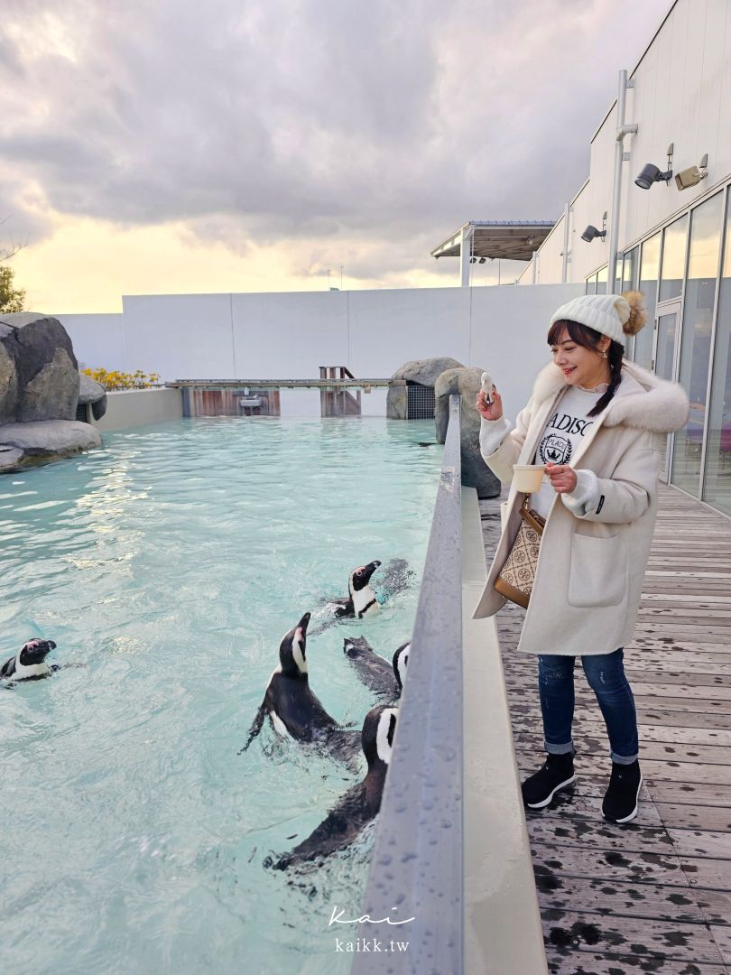 仙台海洋森林水族館｜與企鵝零距離接觸的療癒體驗