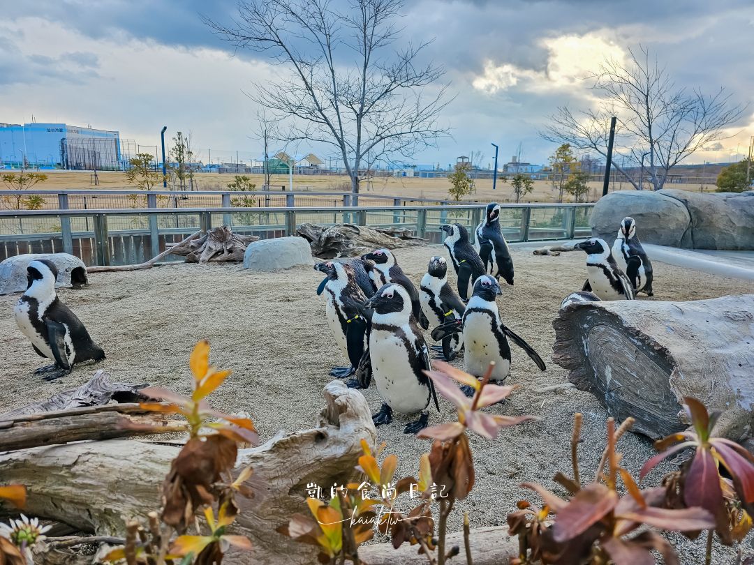 仙台海洋森林水族館｜與企鵝零距離接觸的療癒體驗