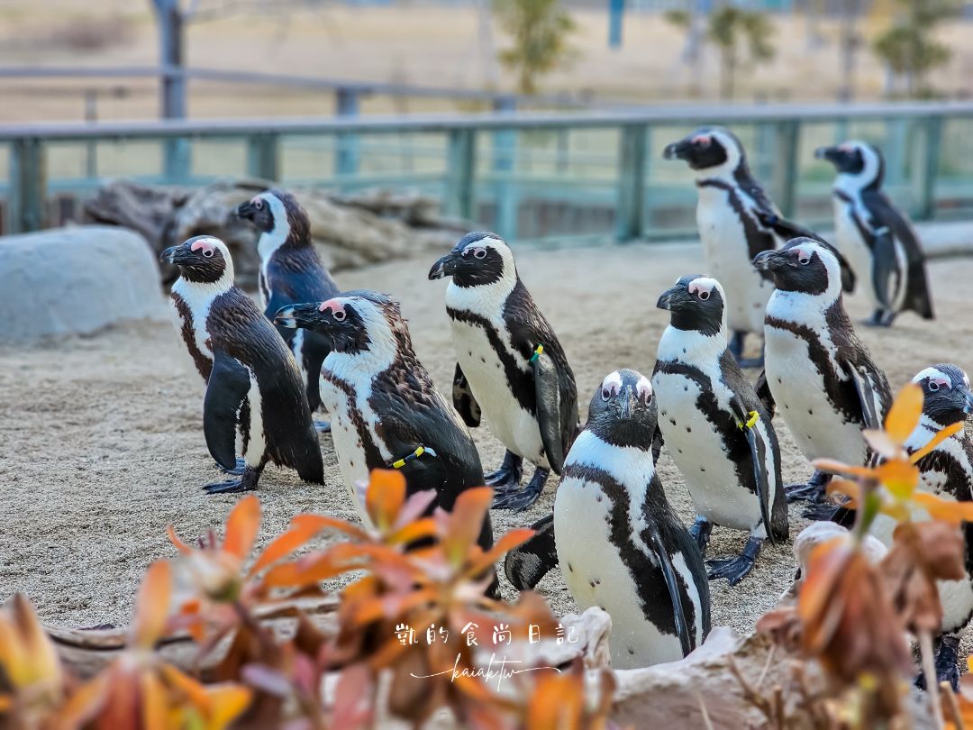 仙台海洋森林水族館｜與企鵝零距離接觸的療癒體驗