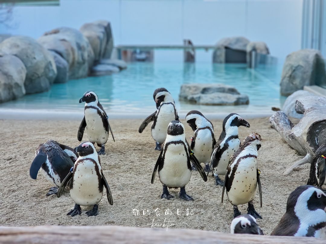 仙台海洋森林水族館｜與企鵝零距離接觸的療癒體驗
