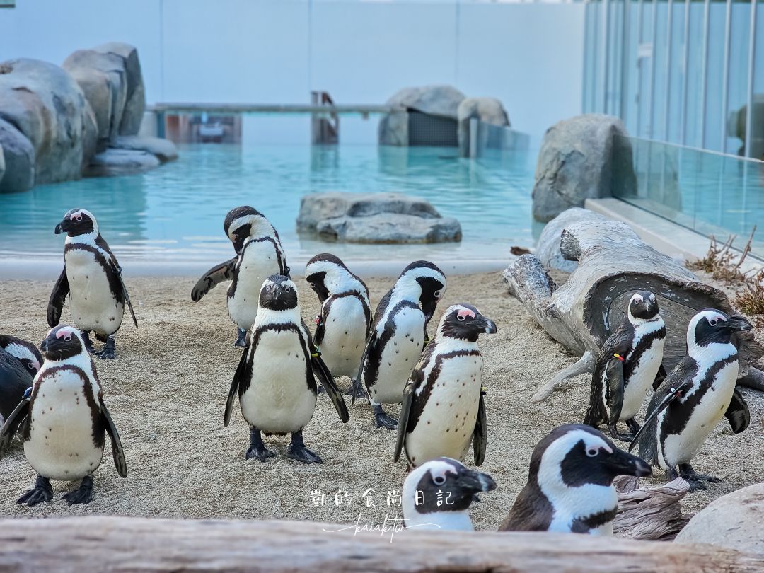 仙台海洋森林水族館｜與企鵝零距離接觸的療癒體驗