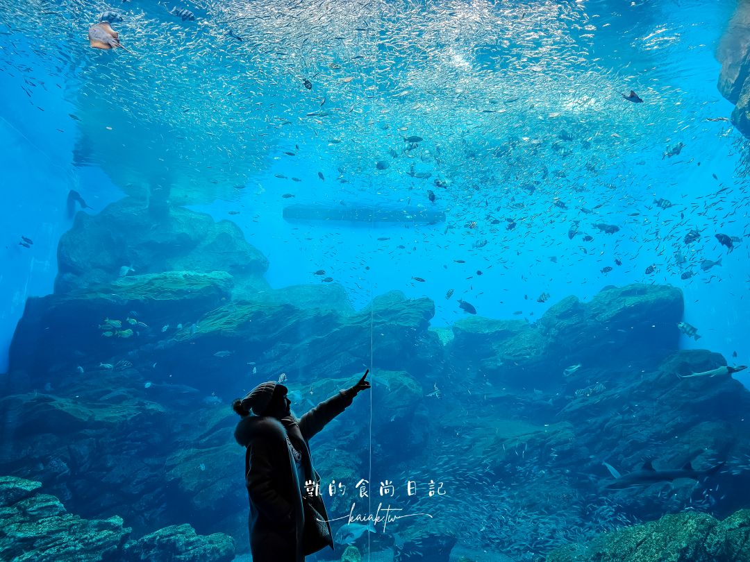 仙台海洋森林水族館｜與企鵝零距離接觸的療癒體驗