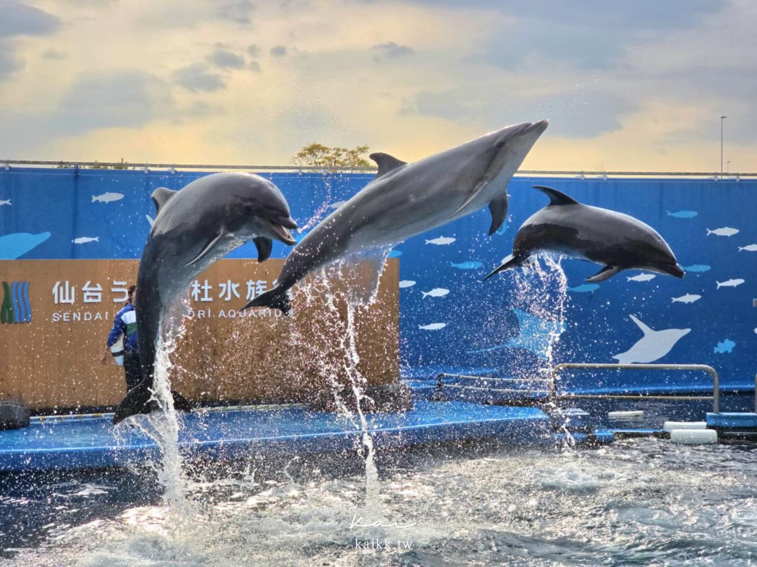 仙台海洋森林水族館｜與企鵝零距離接觸的療癒體驗