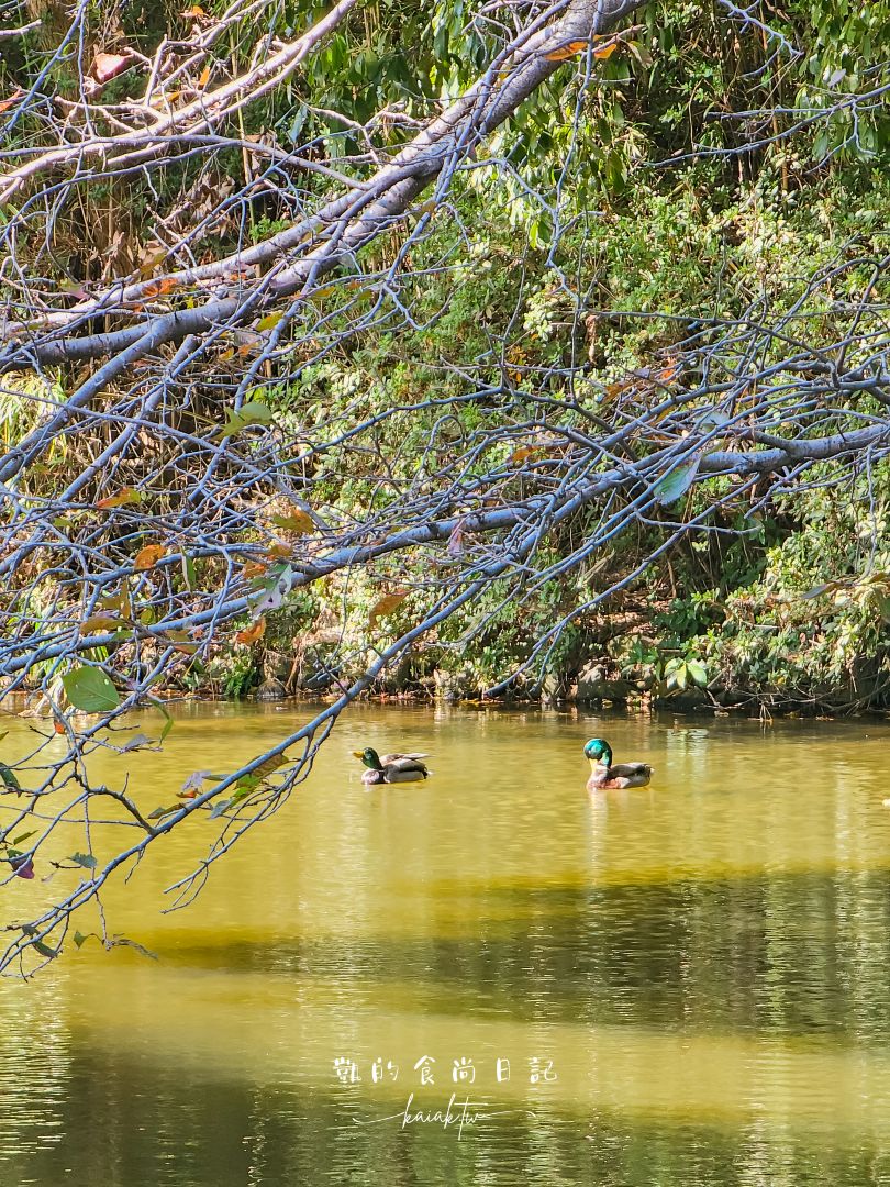 高松4天3夜不自駕賞楓自由行！用爆琴電一日券玩遍知名景點攻略。星宇直飛高松機場超方便