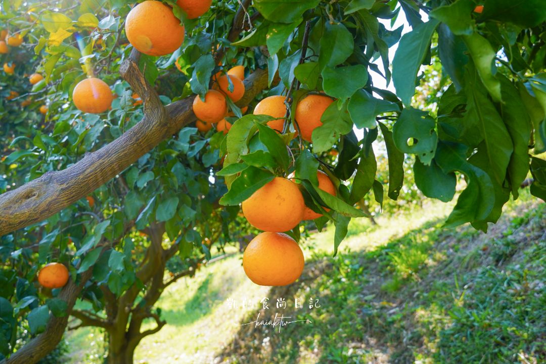 和歌山橘子王國攻略｜3間橘子現採、爆紅水果聖代、DIY鮮榨柑橘汁咖啡廳