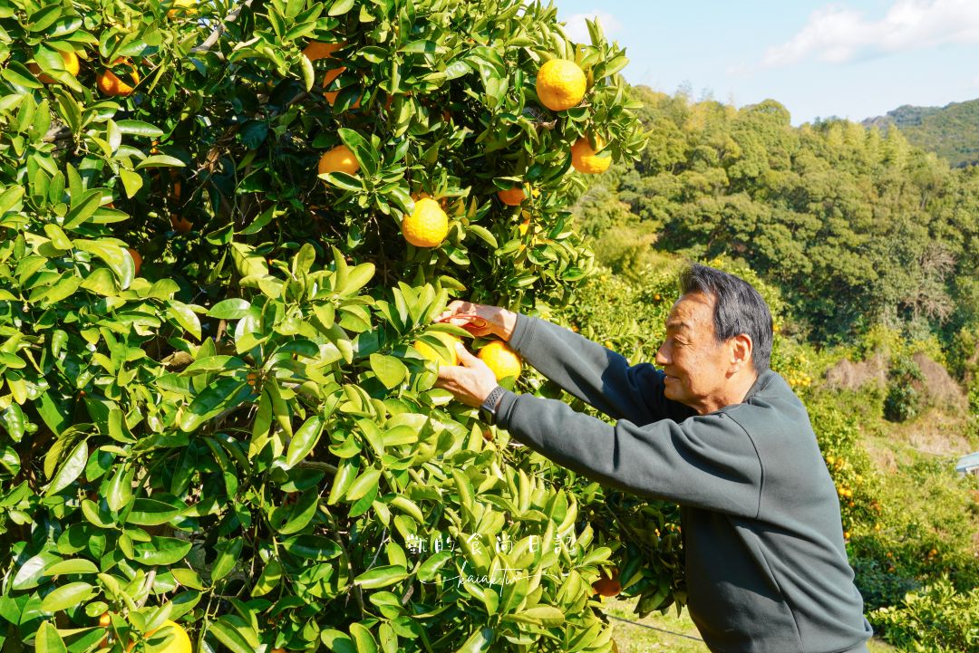 和歌山橘子王國攻略｜3間橘子現採、爆紅水果聖代、DIY鮮榨柑橘汁咖啡廳