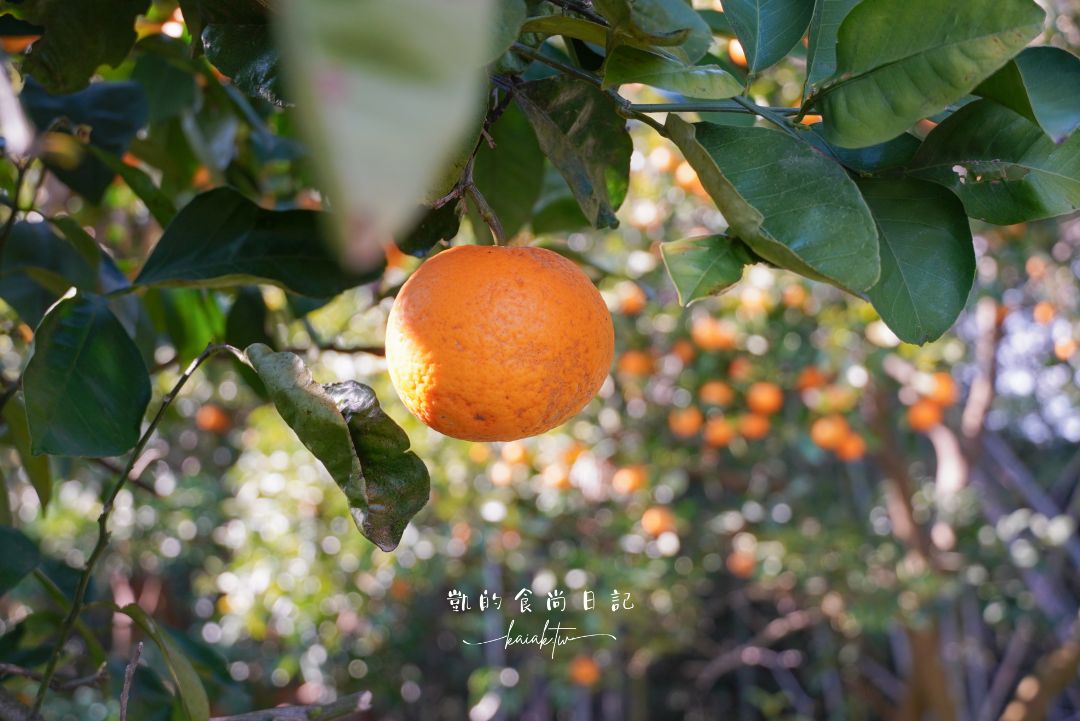 和歌山橘子王國攻略｜3間橘子現採、爆紅水果聖代、DIY鮮榨柑橘汁咖啡廳