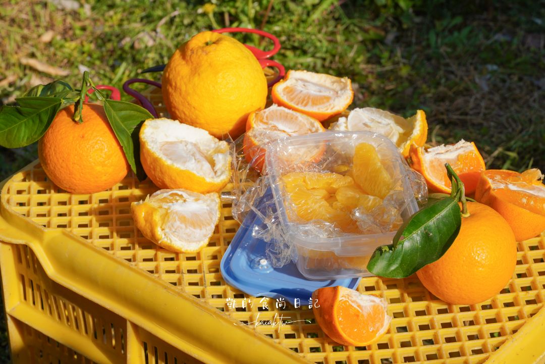 和歌山橘子王國攻略｜3間橘子現採、爆紅水果聖代、DIY鮮榨柑橘汁咖啡廳