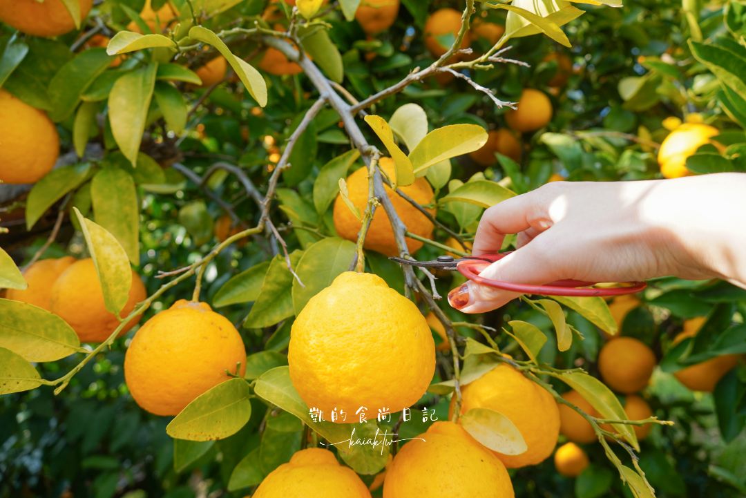 和歌山橘子王國攻略｜3間橘子現採、爆紅水果聖代、DIY鮮榨柑橘汁咖啡廳