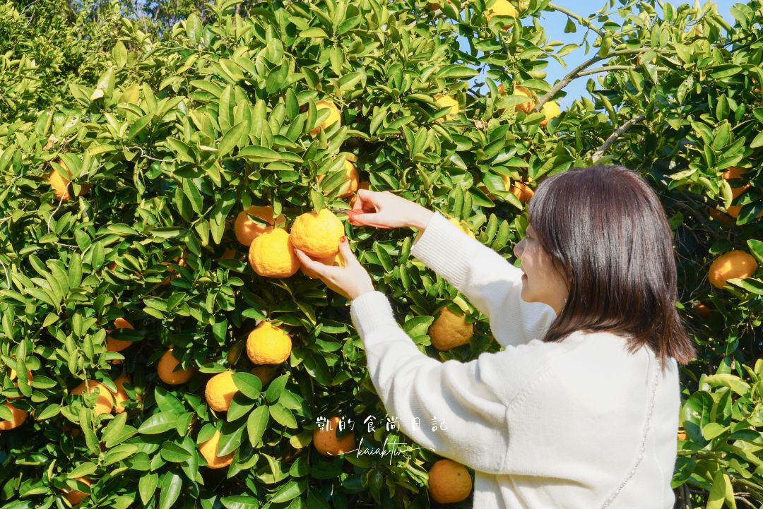 和歌山橘子王國攻略｜3間橘子現採、爆紅水果聖代、DIY鮮榨柑橘汁咖啡廳