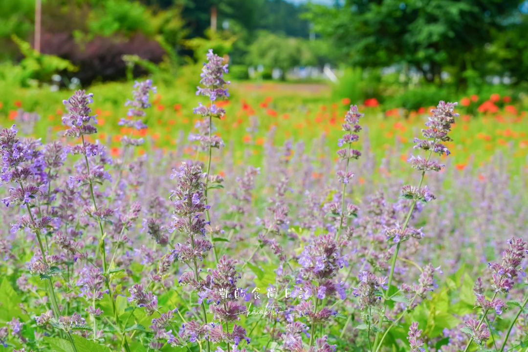 福島豬苗代花草園｜夢幻「Umbrella Sky」與四季花海的打卡聖地