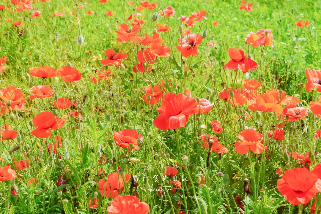 福島豬苗代花草園｜夢幻「Umbrella Sky」與四季花海的打卡聖地