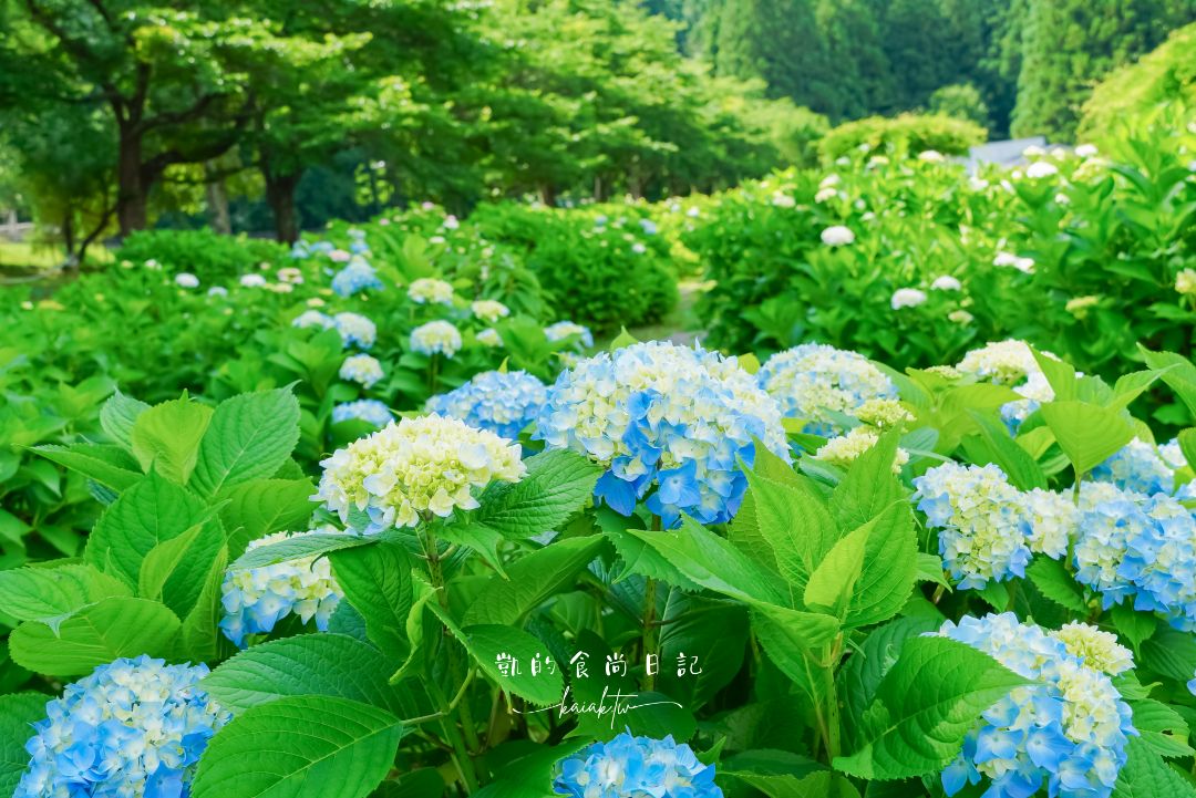 福島豬苗代花草園｜夢幻「Umbrella Sky」與四季花海的打卡聖地