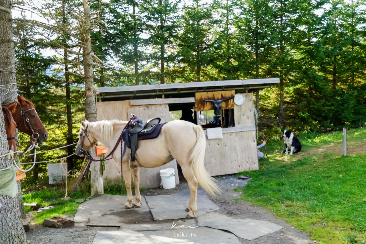 北海道星野×星宇「星星相遇」五日遊｜星野TOMAMU度假村、OMO7旭川、旭山動物園