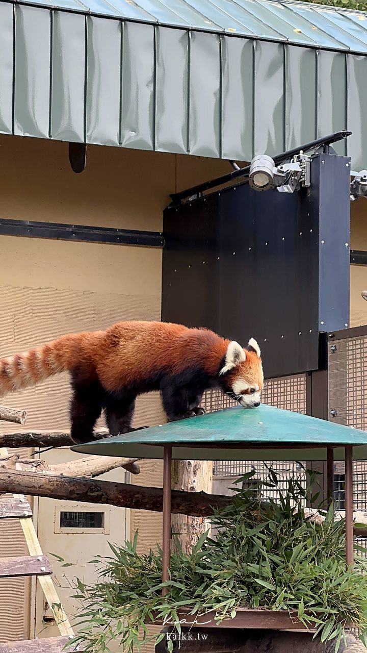 北海道星野×星宇「星星相遇」五日遊｜星野TOMAMU度假村、OMO7旭川、旭山動物園